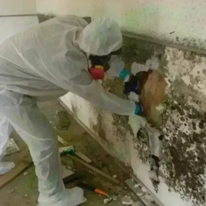 Mold Remediation and Removal in Grill, PA